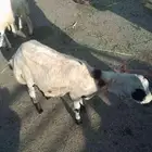 على السوم