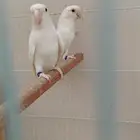 جوز روز البينو