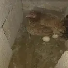 دجاج البيع بلدي شرط