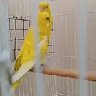 حبتين طيور حب