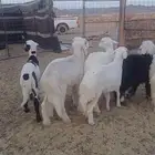 طليان للبيع