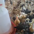 صوص دجاج بلدي