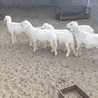 بهم نضيف