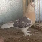 ذكر ارفلي كرست وجوز منقا