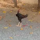 ديك باكستاني صافي