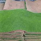 توريد جميع انواع الثيل الطبيعي ((  فرنسي ))