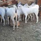 جفار وتيوس ذبايح
