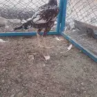 دجاج وديك باكستاني