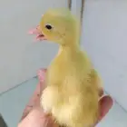 للبيع صوص بط و دجاج