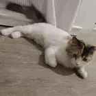 قطط لتبني