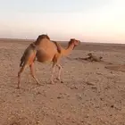 نياق لقحات حمر