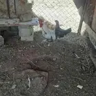 الدجاج للبيع 3دجاجت وديك