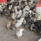 صوص دجاج بلدي