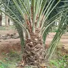 نخل مثمر اخلاص صقعي مجدول برحي نبوت نخل واشنطني زينه