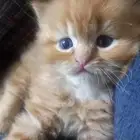 سلام عليكم بيع قطه 1000