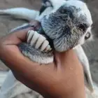 شاه طيبه