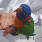 ببغا لوري 3 شهور السعر 1200