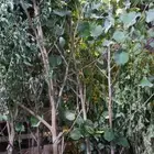 مشتل تنسيق الحدائق وتركيب شبكات الري