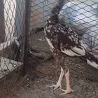 ديك ودجاجه باكستاني