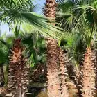 نخيل واشنطني أمريكي زينه