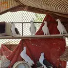 بسم الله الرحمن عندي زوجين حمام رقاص و بلجيكي و عليها افروخ