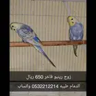 بادجي رينبو