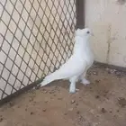 ذكر رجل عجم