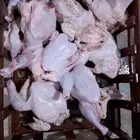 مطلوب معلمين مسلخ طيور حمام بط دجاج ارانب