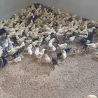 صوص دجاج بلدي