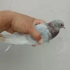 انثى صنعاوي