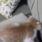 قطة صغيره للتبني