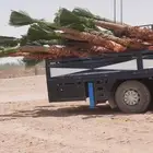 نخيل واشنطني أمريكي زينه