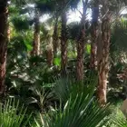 نخيل واشنطني أمريكي زينه