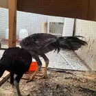 زوج هندي أصيل على السوم
