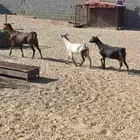 معزى