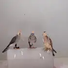 2 بازات تم البيع