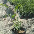 شتلات نيم للبيع