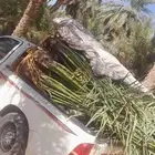 فسايل نخل للبيع
