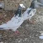حمام باكستاني