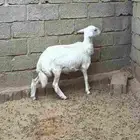 رخل ذبيحة وضان متابيع