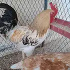 دجاج لوهمان براون