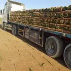 مسطحات خضراء