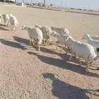 غنم حريه