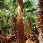 نخيل واشنطني أمريكي زينه