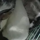 ارانب المزاحميه