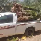 نخل للبيع بجميع انواعه طالع اطايف