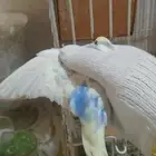 ذكر بادجي هولندي