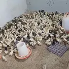 صوص دجاج بلدي