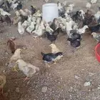 صوص دجاج بلدي