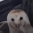 بومه فيس القلب